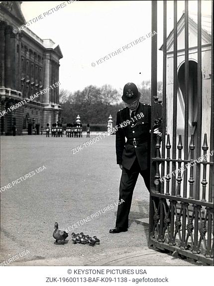 1962 - Jemmis the duck from St. Jame's Park heard that the Queen was returning to Buckingham Palace today, so she decided that as the weather so nice she would...