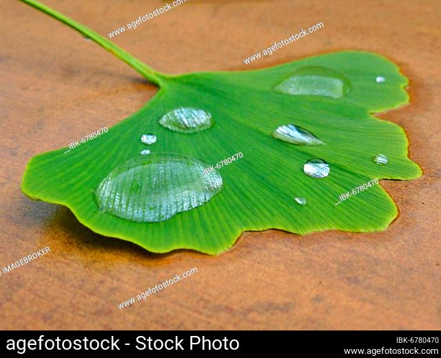 Ginkgo (Ginkgo biloba) leaf with raindrop, water drop, ginkgo, Ginko