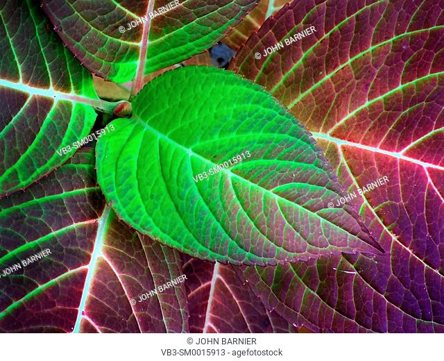 Hydrangea leaves in their bright green and red autumn colors