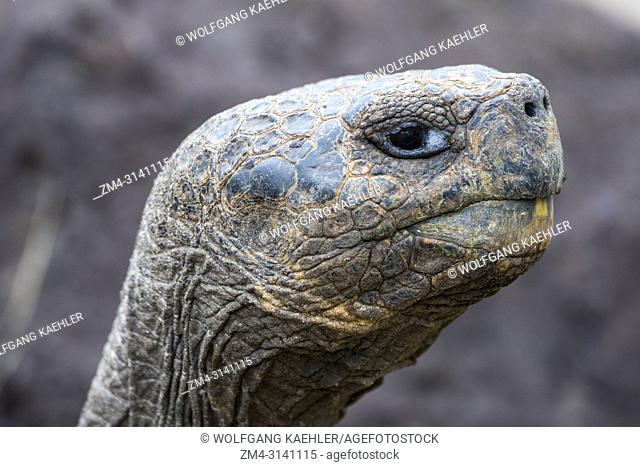 A tortoise at the Jacinto Gordillo tortoise breeding center in the highlands of San Cristobal Island (Isla San Cristobal) or Chatham Island in the Galapagos...