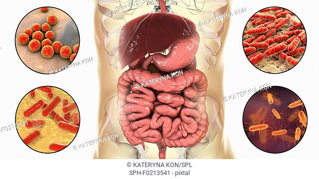 Normal microbiome of human intestine, illustration