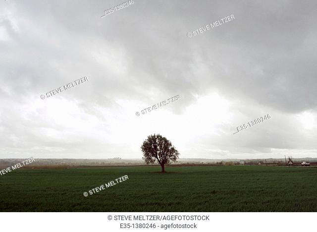 A lone tree on a grassy field as a storm approacehs