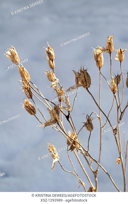 Dried Columbine seed pods in the Winter