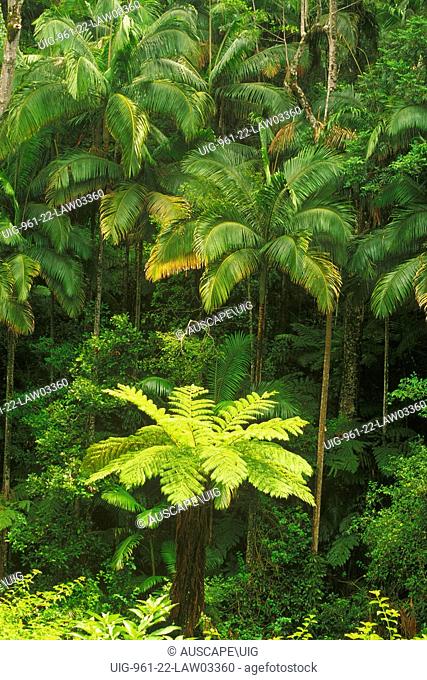 Bangalow or Piccabeen palm (Archontophoenix cunninghamiana), with tree fern (Dicksonia or Cyathea) beside Currumbin Creek