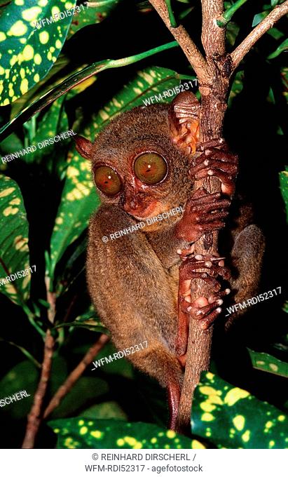 Philippine tarsier, Tarsius syrchta, Bohol Philippines Island, Philippinen