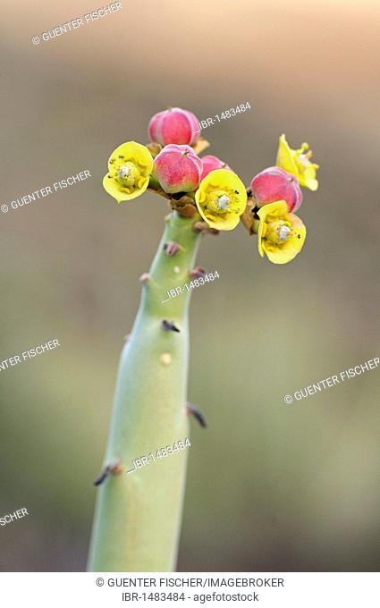 Inflorescence with fructification of Euphorbia dregeana, Dikboudmelkbos, Richtersveld Transfrontier National Park, South Africa