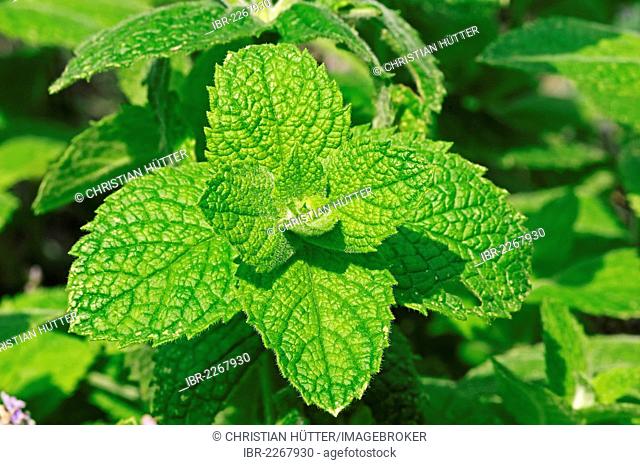 Cuban mint (Mentha x villosa), hybrid of mint (Mentha suaveolens x Mentha spicata), crop plant, North Rhine-Westphalia, Germany, Europe