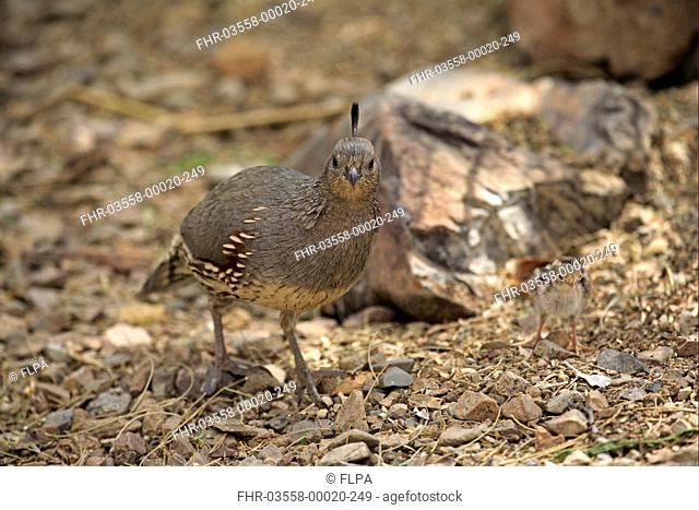 Gambel's Quail Callipepla gambelii adult female, standing with chick, Sonora Desert, Arizona, U S A