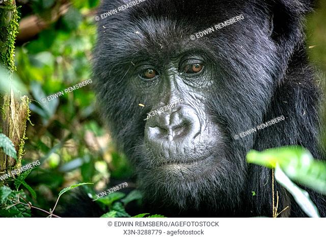Mountain Gorilla (Gorilla beringei beringei) of the Muhoza group, in Volcanoes National Park, Virunga mountain range , Rwanda