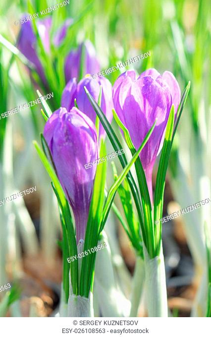 Springtime flowering of first spring purple crocus flowers. Stock photo with shallow DOF blurred bokeh background and selective focus point