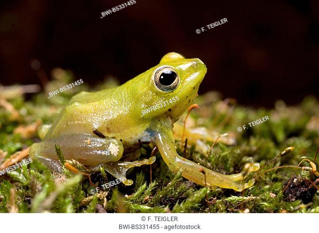 African Sedge Frog (Hyperolius puncticulatus), sitting on moss