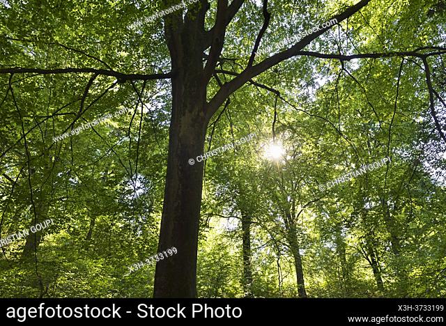 Undergrowth of beech forest, Forest of Rambouillet, Haute Vallee de Chevreuse Regional Natural Park, Yvelines department, Ile de France region, France, Europe