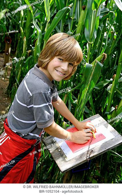 Child in a labyrinth in a cornfied, Maize maze, Grasbrunn, Upper Bavaria, Gemany, Europe