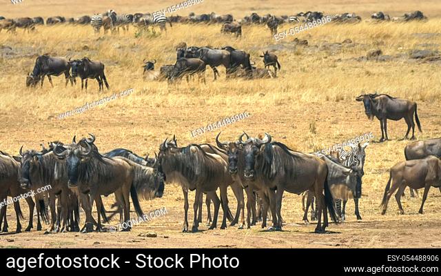 wildebeest herd gathering at the mara river in masai mara game reserve, kenya