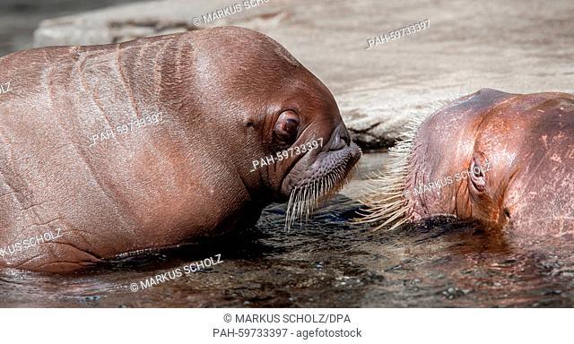 The second walrus baby (L) born in a German zoo explored its open-air enclosure in the zoo Hagenbeck for the first time in Hamburg, Germany, 02 July 2015