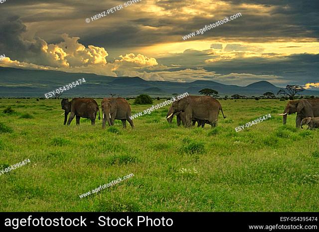 Elephants in the Tsavo East and Tsavo West National Park in Kenya