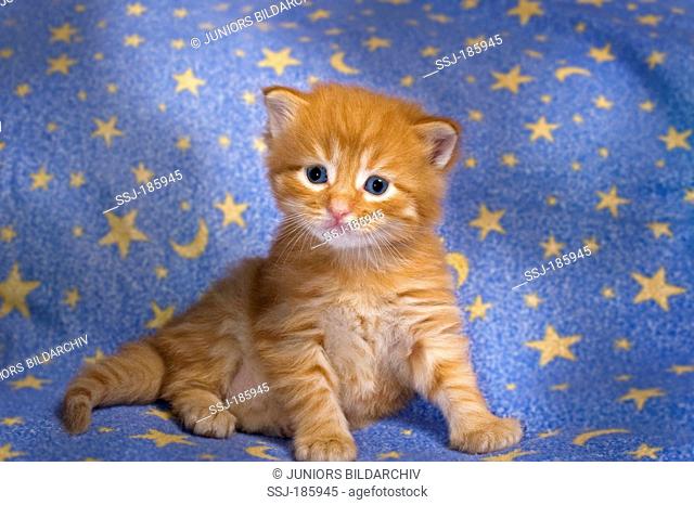 American Longhair, Maine Coon. Kitten (red tabby, 4 weeks old) sitting on a blue blanket with stars