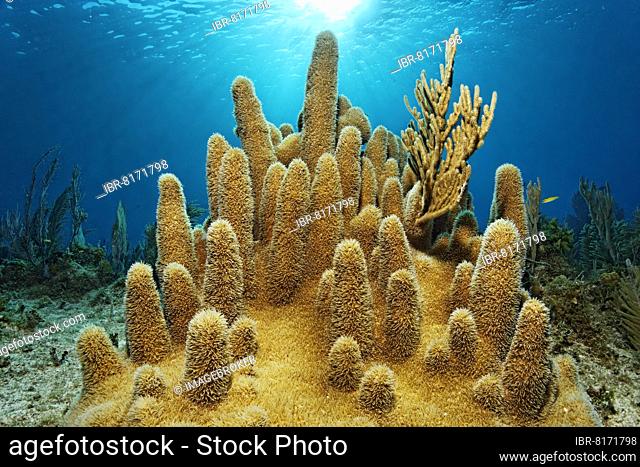 Pillar coral (Dendrogyra cylindrus) in the backlight of the sun, Jardines de la Reina National Park, Caribbean Sea, Camagüey and Ciego de Ávila Province