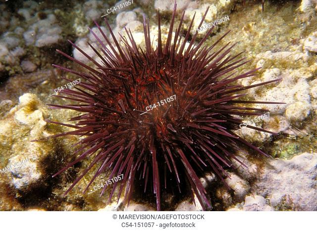 Sea Urchin (Paracentrotus lividus). Galicia, Spain