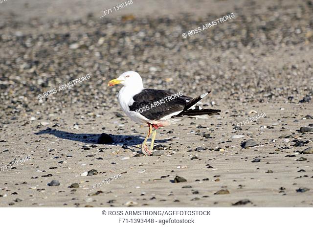 Black-backed gull Maori name Karoro Larus dominicanus with an injured leg Mimiwhangata, Northland New Zealand