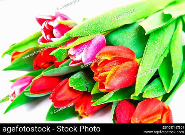 Tulips bouquet isolated on white background