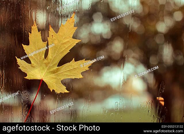 Autumn day, raindrops on the window with the stuck maple leaf