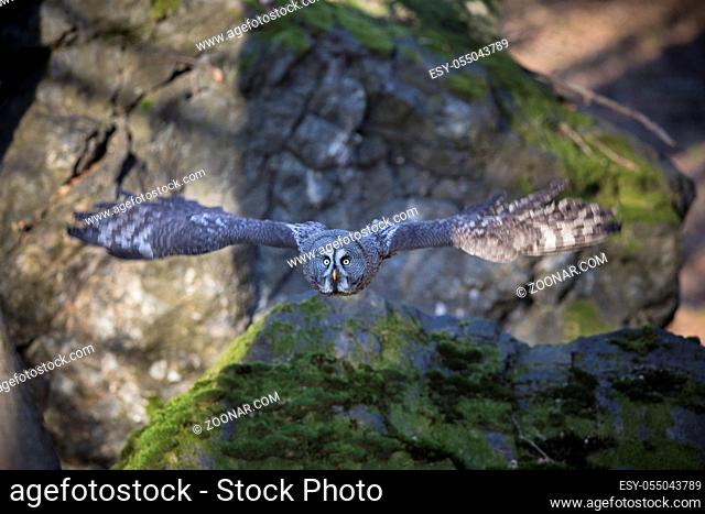 Bartkauz, Strix nebulosa, great grey owl