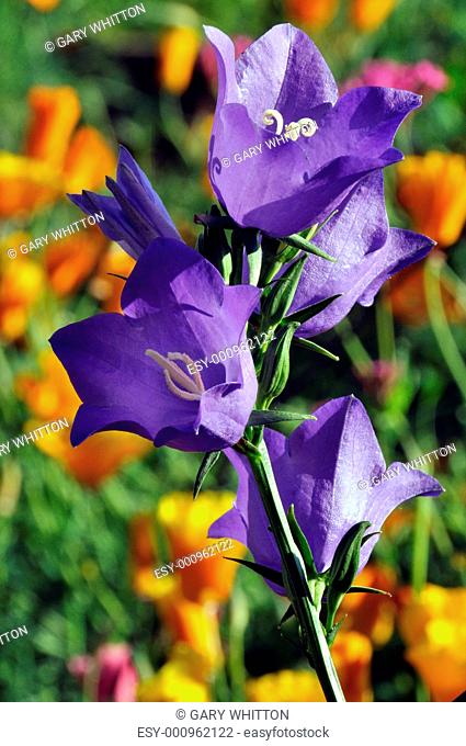 Purple Harebell Flowers in Garden