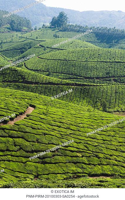Tea plantation, Munnar, Idukki, Kerala, India