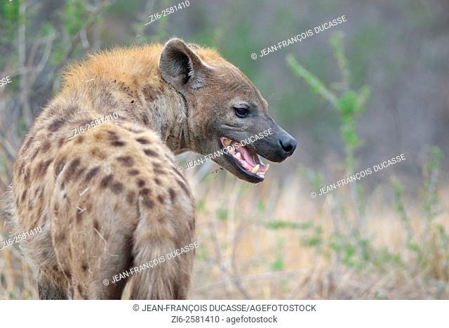 Spotted Hyena (Crocuta crocuta), adult male, standing, mouth open, early in the morning, Kruger National Park, South Africa, Africa