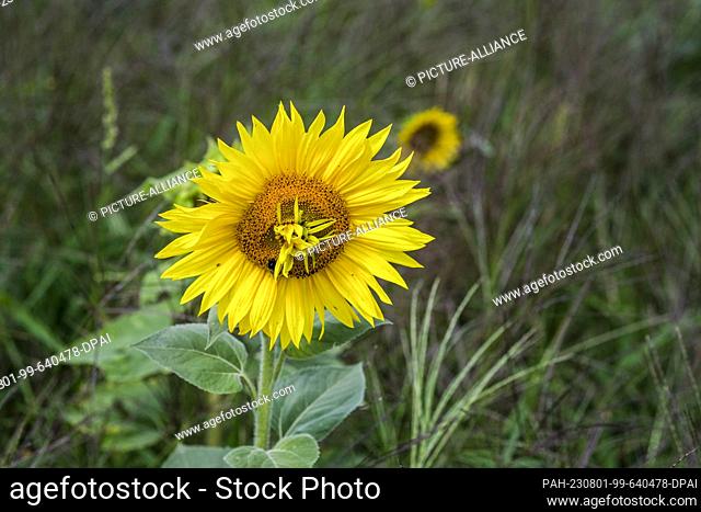 30 July 2023, Brandenburg, Werder (Havel): A sunflower with another flower growing from the fruiting head can be seen in a field