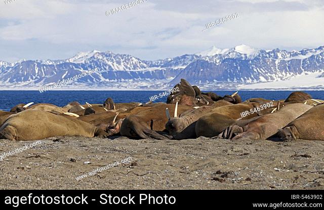 Large group of walruses (Odobenus rosmarus) resting on the beach of Poolepynten in Prins Karls Forland, Svalbard, Spitsbergen in the Barents Sea