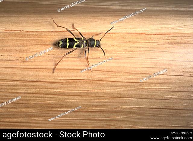 The striking and recognizable pattern on the back of a wasp beetle on oak background. useful for identification, larger depth of field