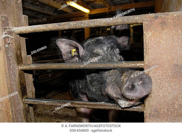 Motala, Sweden. Pig farm. Pig's nose. Livestock. Animals. Bacon. Close up