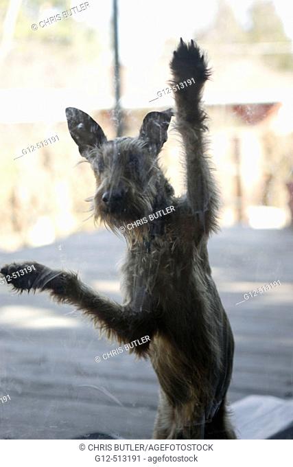 Irish hound dog standing up with paws on glass door