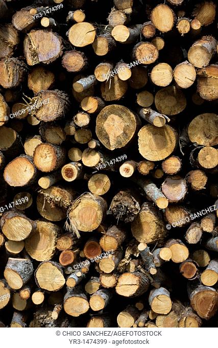 A pile of stacked logs sit in El Gastor, Cadiz province, Andalusia, Spain, April 25, 2011