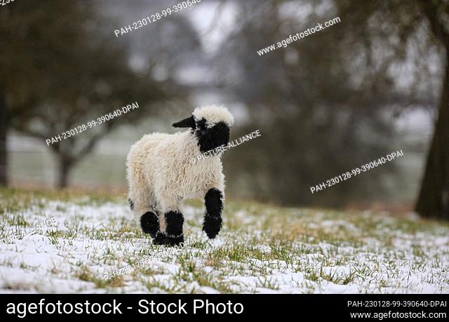 28 January 2023, Baden-Württemberg, Langenenslingen: A Valais black-nosed sheep walks across a meadow covered with snow. Photo: Thomas Warnack/dpa