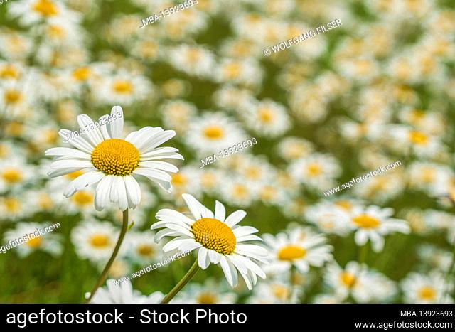 Blooming marguerites in a meadow