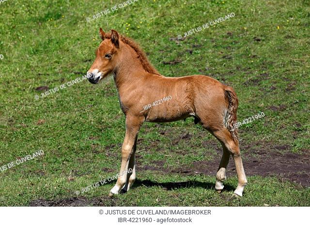 Foal, Icelandic horse, pony (Equus przewalskii f. Caballus), colt, Lower Saxony, Germany