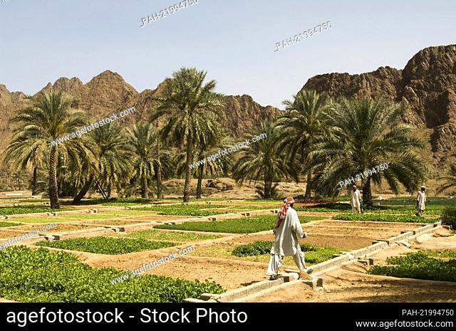 OM, Oman, bei Buraimi, Felder in der Bergoase Khutwa. - Buraimi/Oman