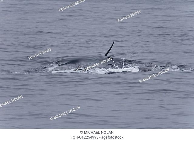 Adult fin whales Balaenoptera physalus sub-surface feeding in the rich waters off the continental shelf just south of Bear Island in the Barents Sea, Norway