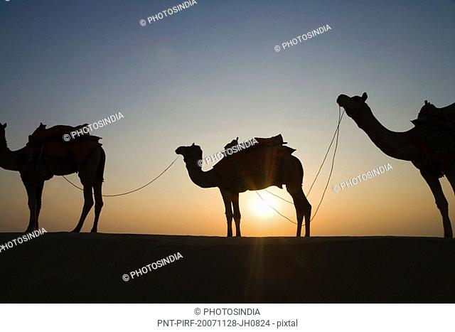 Silhouette of three camels standing in a row, Jaisalmer, Rajasthan, India