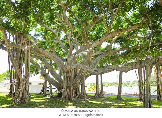 Banyan Tree, Ficus spec., Jupiter, Palm Beach County, Florida, USA