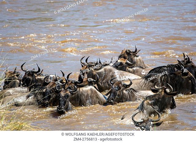 Wildebeests, also called gnus or wildebai, crossing the Mara River in the Masai Mara National Reserve in Kenya during their annual migration