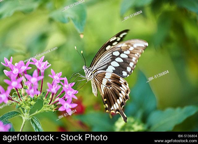 Giant swallowtail (Papilio cresphontes) sitting on a flower, Germany, Europe
