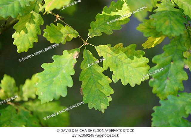 Close up of English oak or pedunculate oak (Quercus robur) leaves in autumn