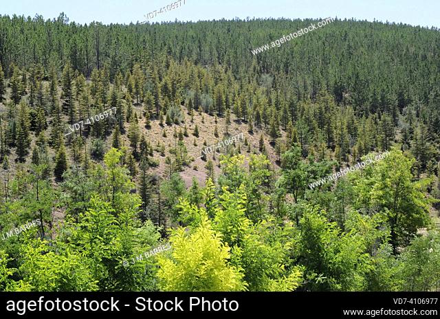 Caucasian fir (Abies nordmanniana) is a n evergreen tree native to Caucasus and Turkey. This photo was taken in Turkey mountains