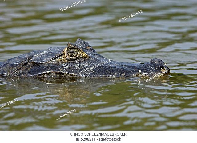 Caiman crocodylus, Pantanal , Brasil