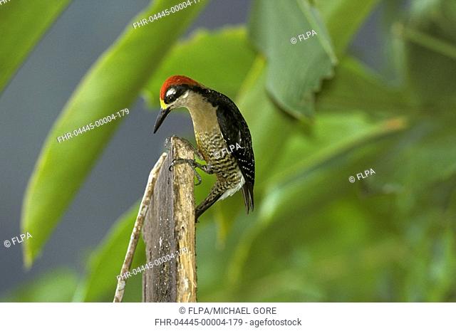 Black-cheeked Woodpecker Melanerpes pucherani Clinging onto post - close-up