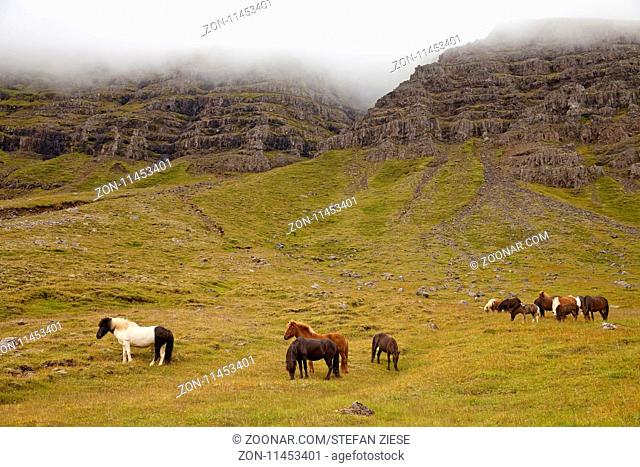 Islandpferde (Equus ferus caballus) in der Landschaft, Seydisfjoerdur, Island, Europa
